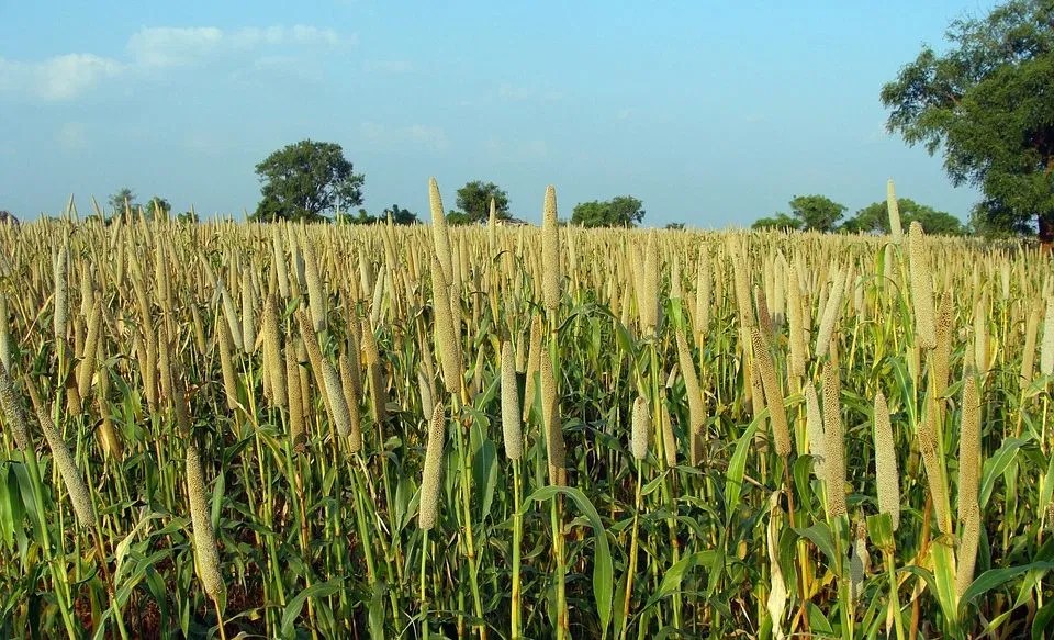 Biofortified pearl millet that can combat iron deficiency among Indian