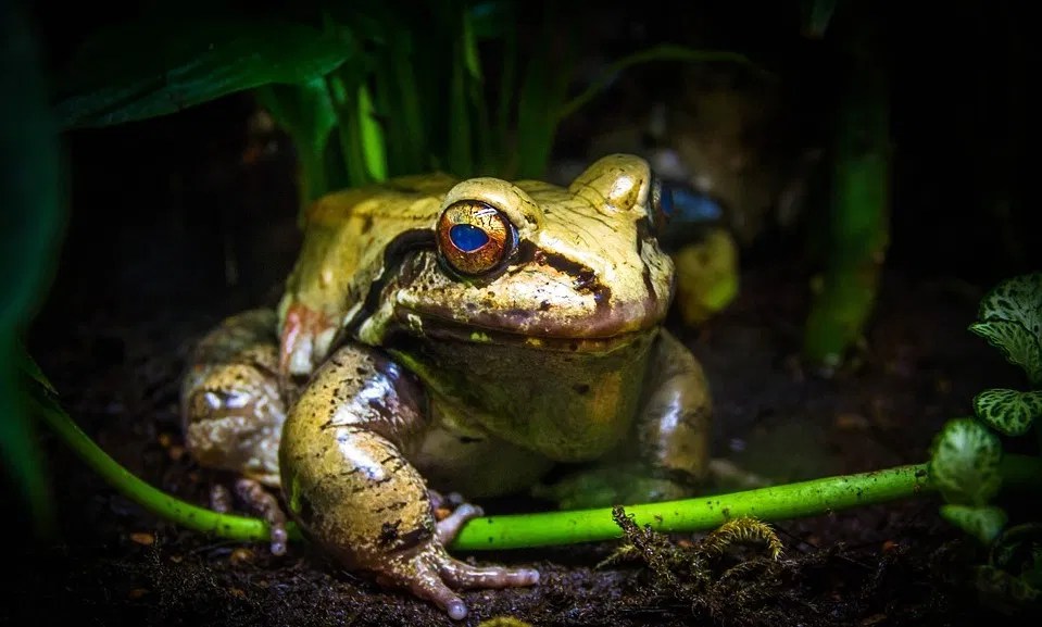 A deadly fungus is killing frogs and the human toll of this massacre