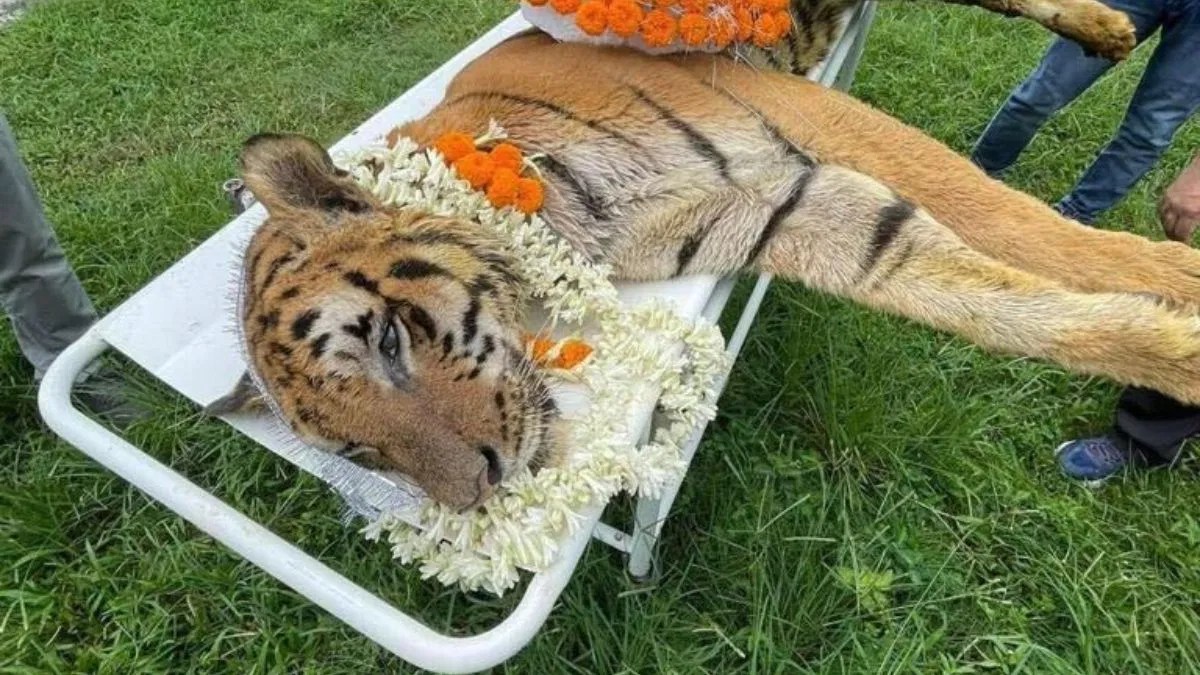 India's oldest Royal Bengal tiger in captivity leaves a legacy of fight