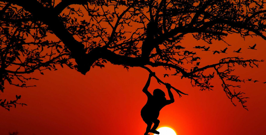 monkey day 2023 Monkey Day around the world in 2022 There is a Day for that!