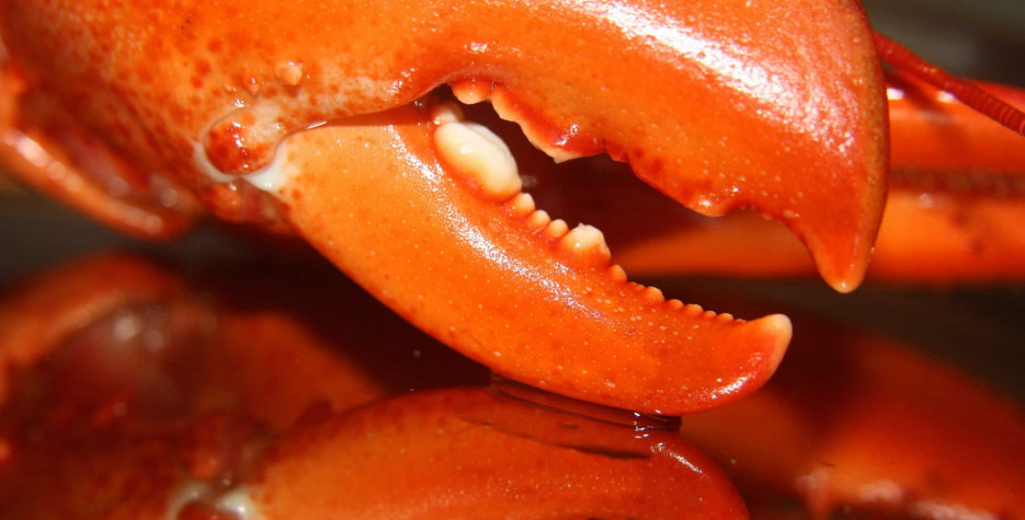 National Lobster Day 2023 National Lobster Day In Usa In 2022 | There Is A Day For That!