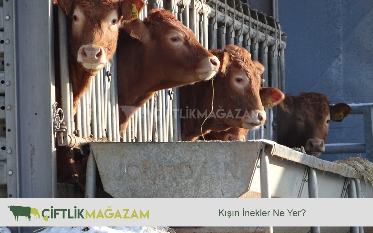 Kışın İnekler Ne Yer?