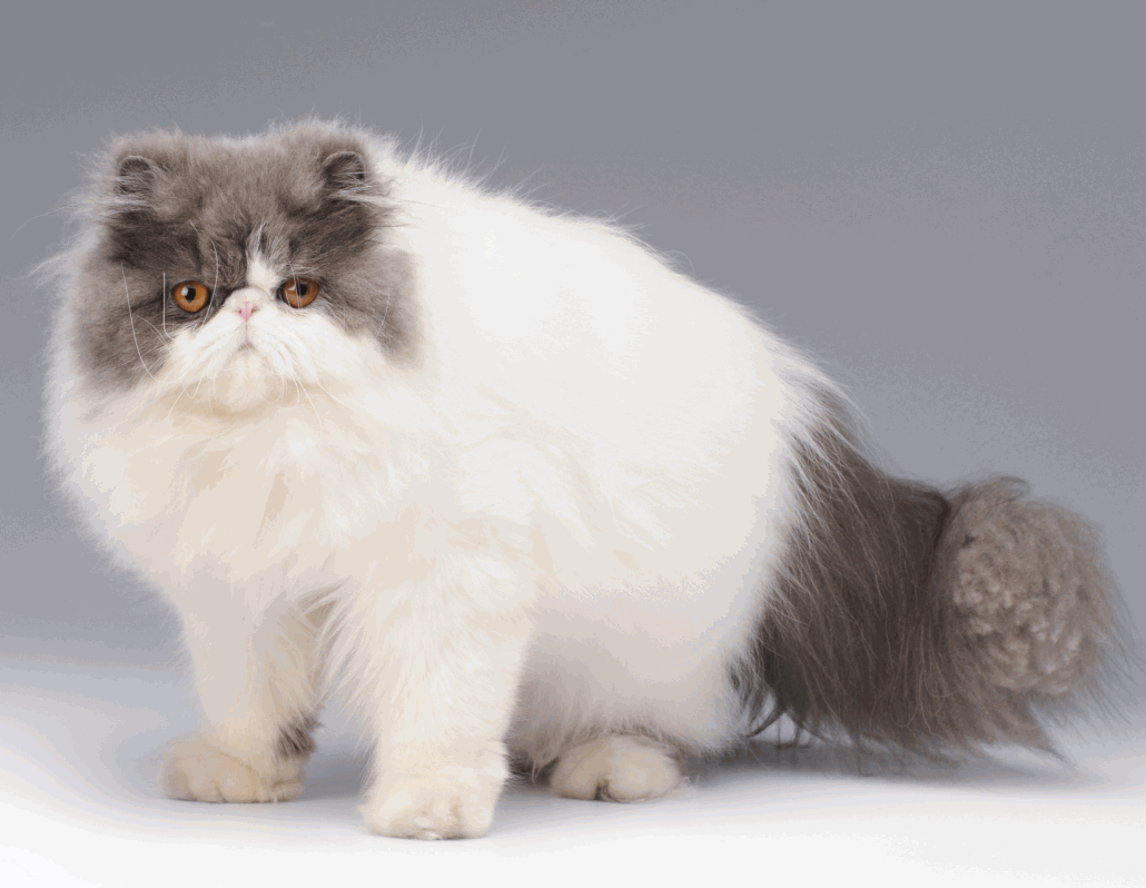 raza de gatos,el gato persa Taringa!
