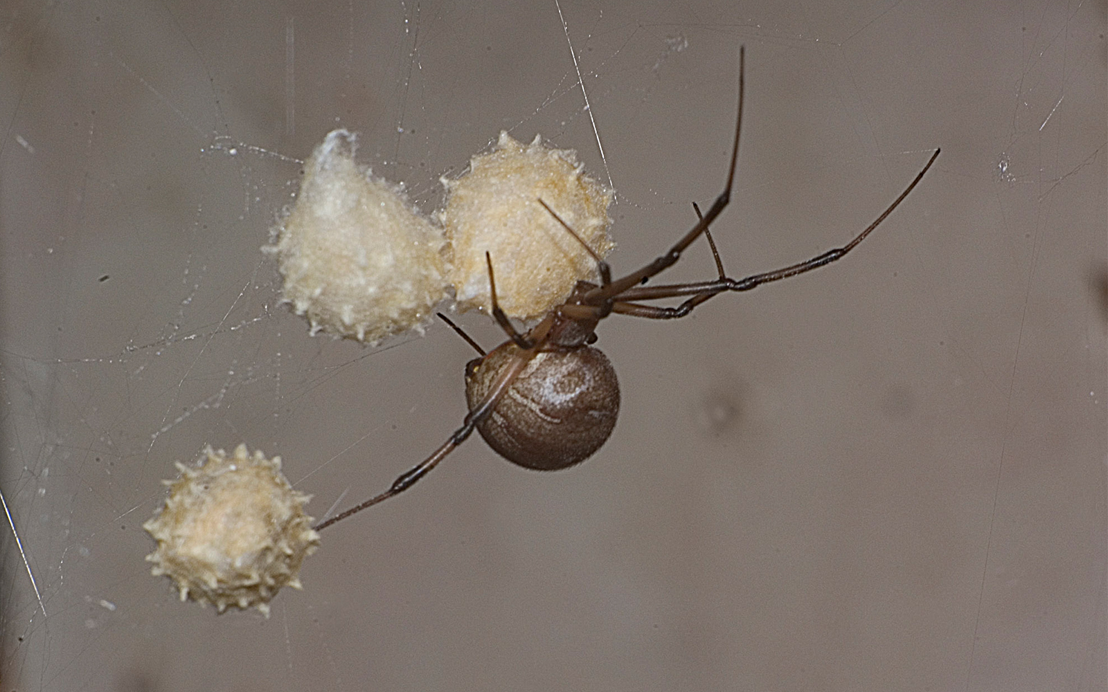 Israeli study Male brown widow spiders prefer females who eat them