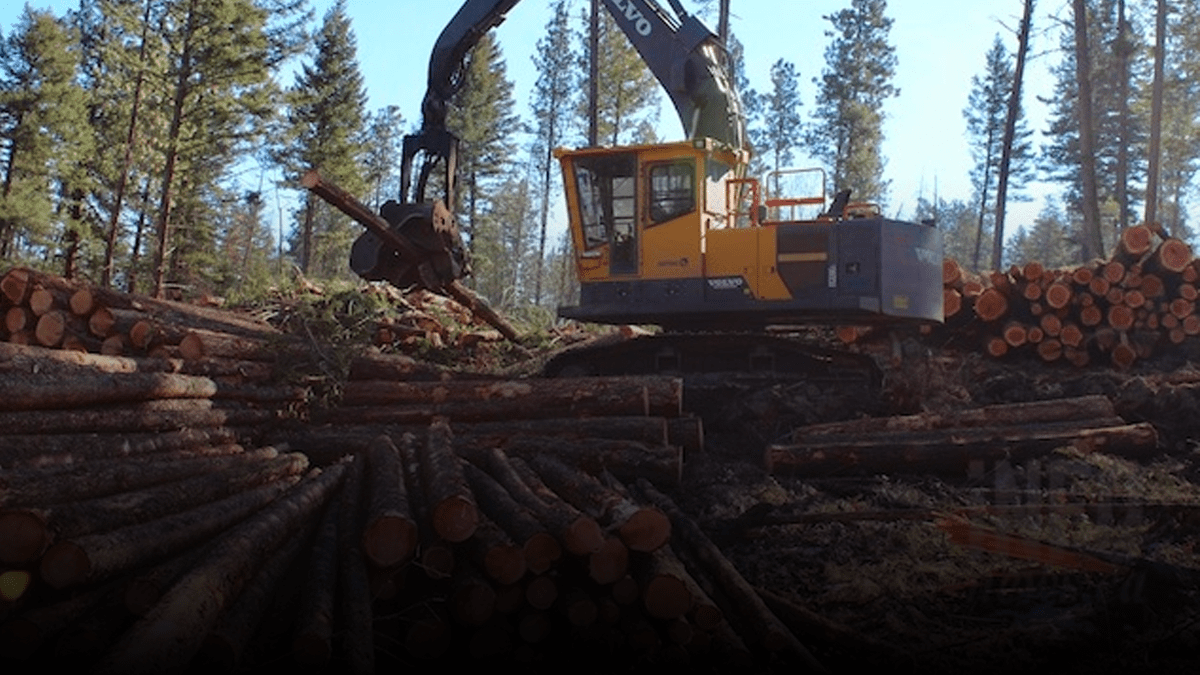 BC forestry industry sees uptick as price of lumber hits record highs