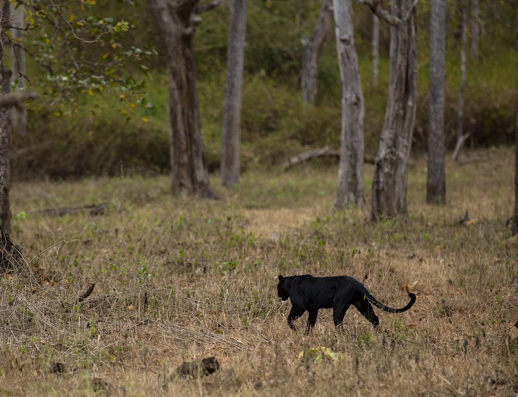 black panther Photographer couple gets rare black panther sight in