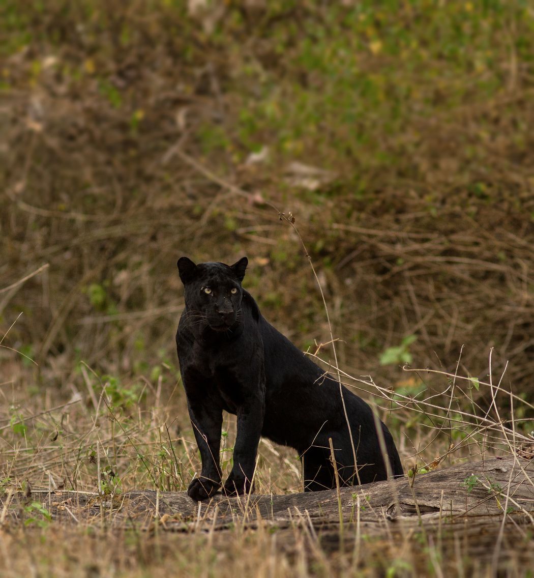 black panther Photographer couple gets rare black panther sight in