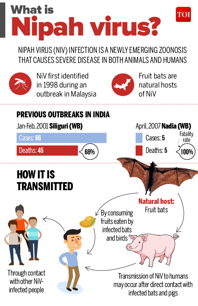 Nipah virus symptoms All you need to know