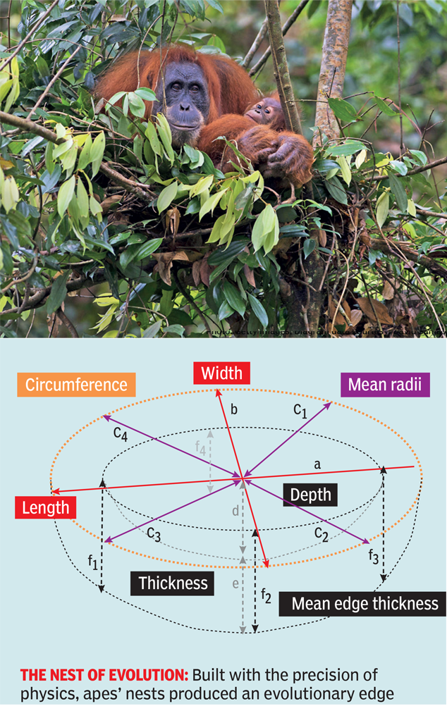 ‘Great apes’ nests improved their cognition — and shaped human