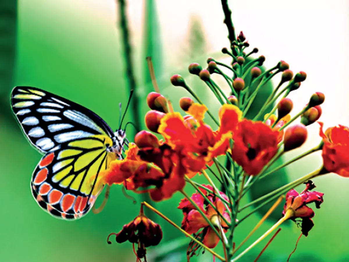 ‘Butterflies emerged 85 million years ago when dinosaurs went extinct