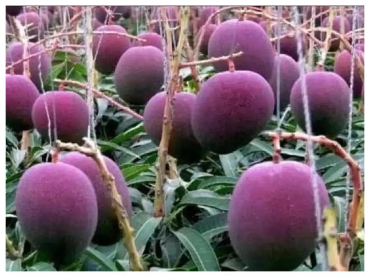 This is the world’s costliest mango, and here’s everything you need to