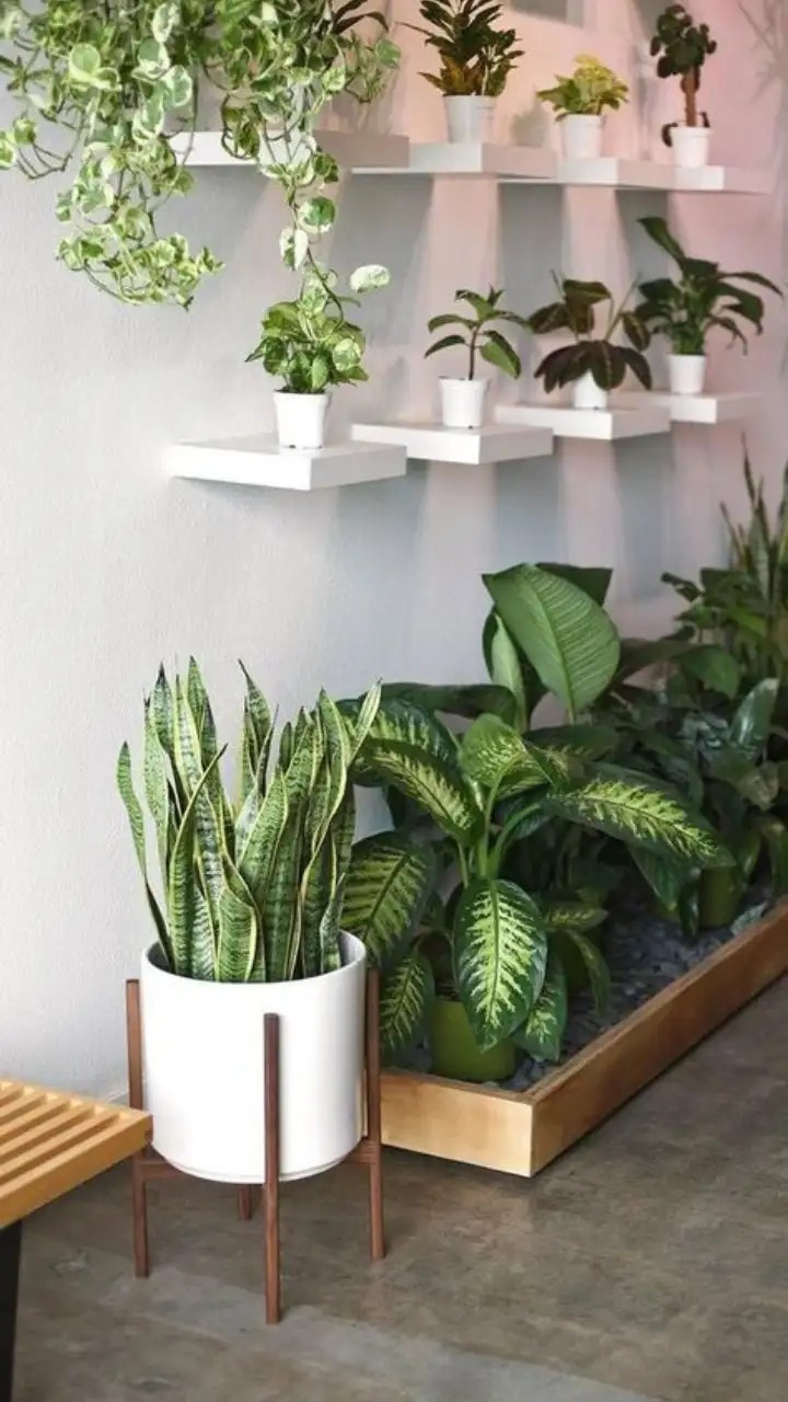 Decorating Living Room With Indoor Plants Matttroy