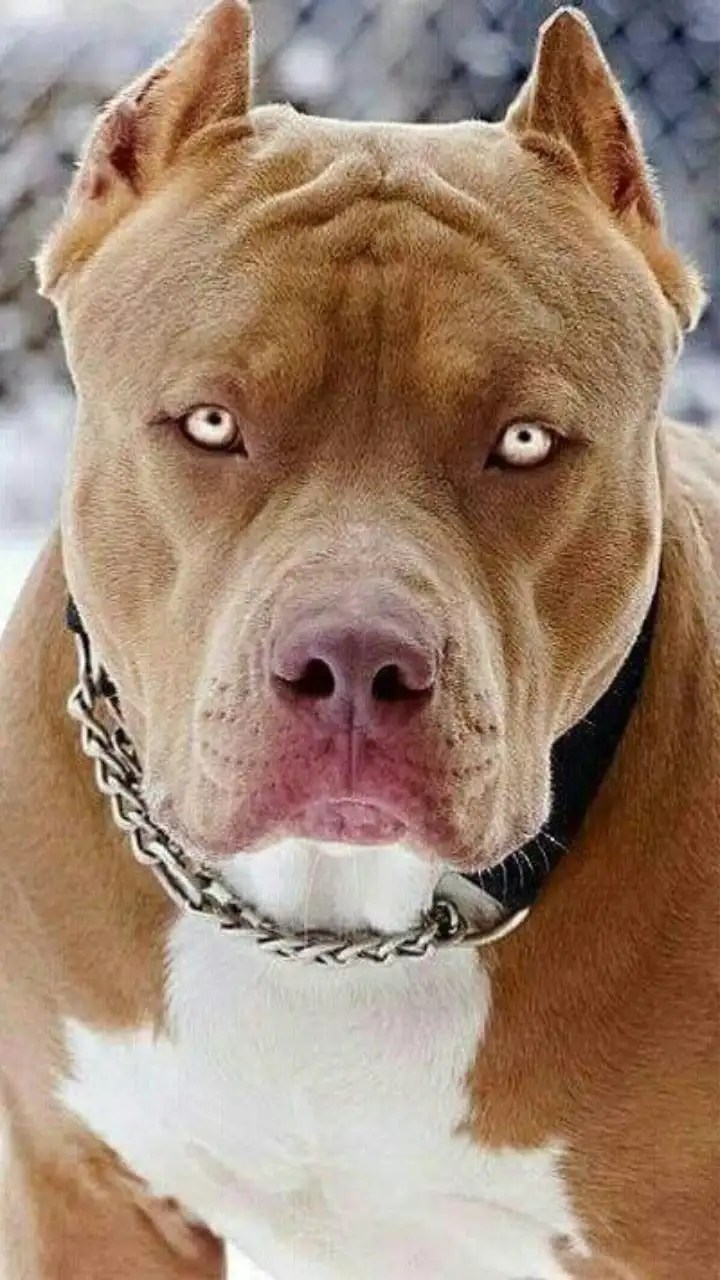 The Worlds Strongest Pitbull Dog