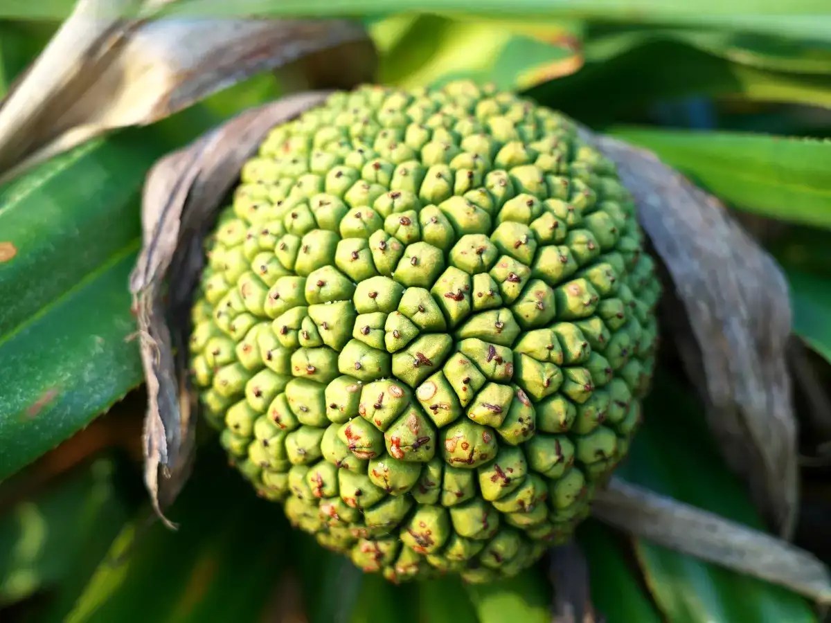 What is Kewra, its use in culinary preparations and when to add