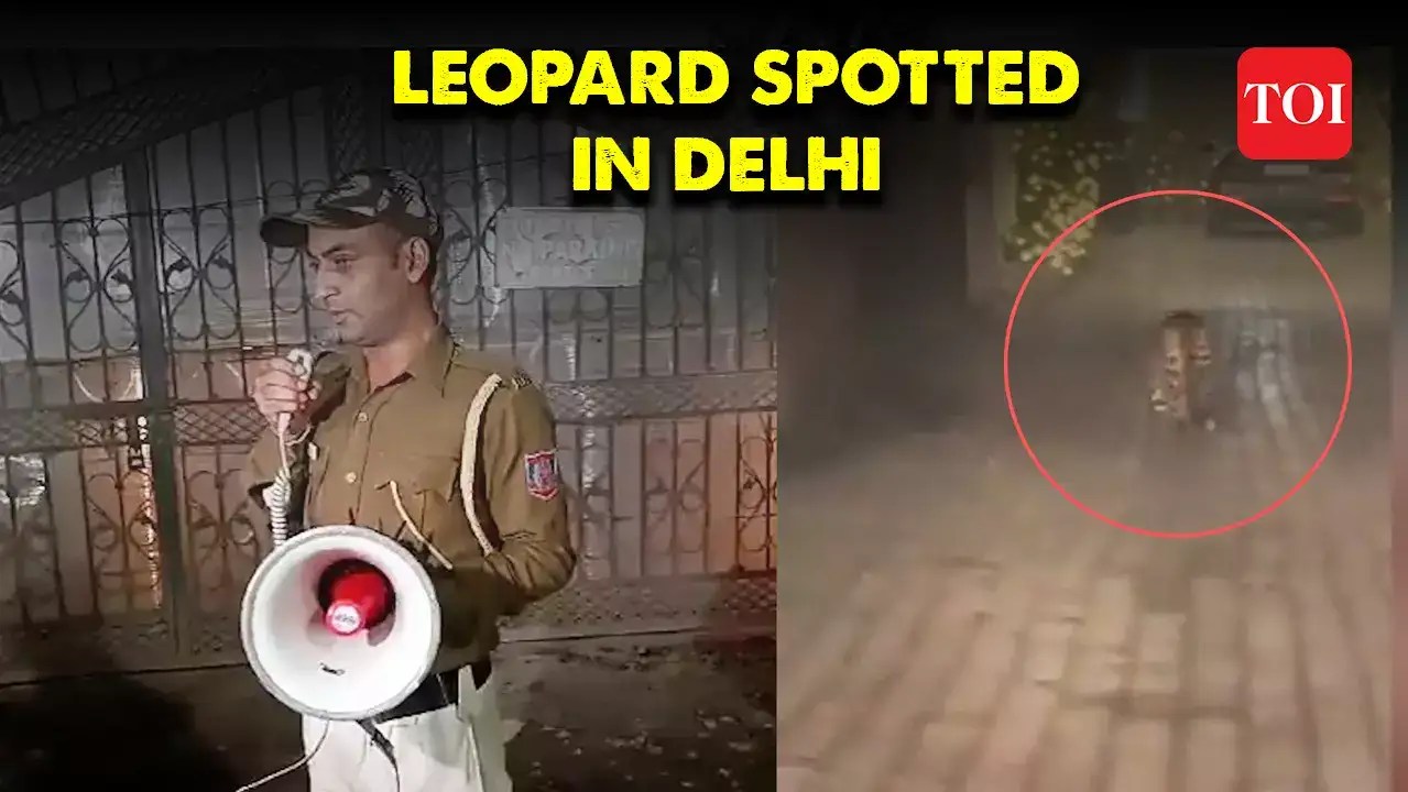 Leopard spotted in Delhi’s Sainik Farm, authorities in action