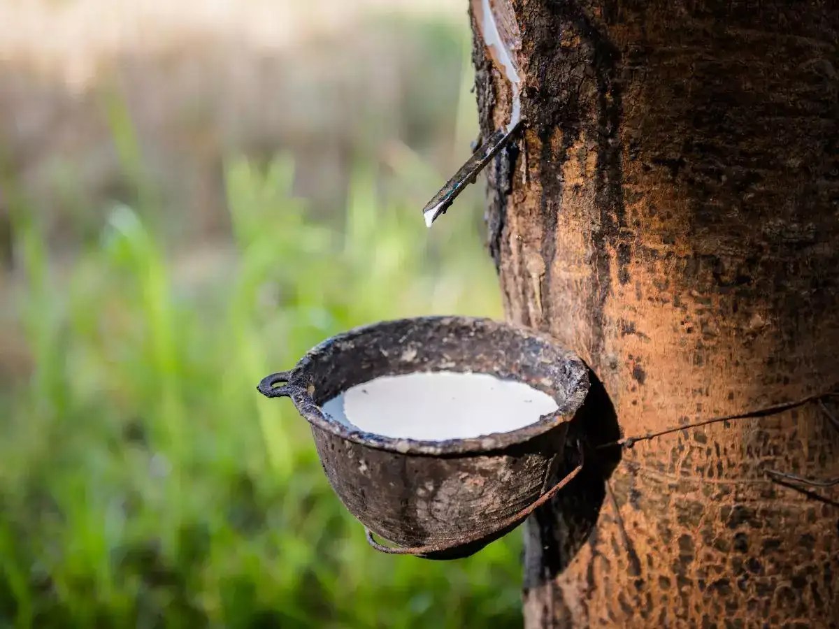 Top 10 rubber producing states in India