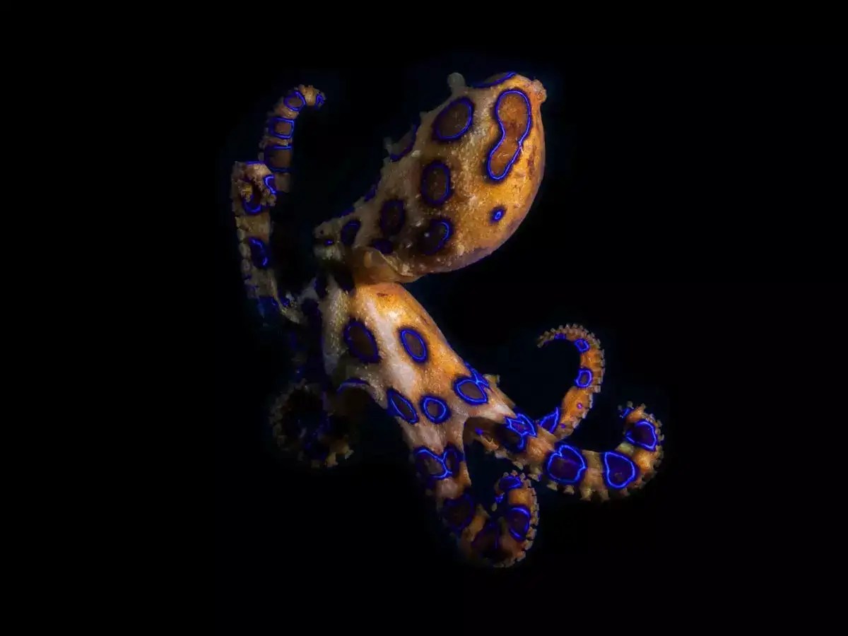The venom of this octopus can kill 20+ humans within minutes