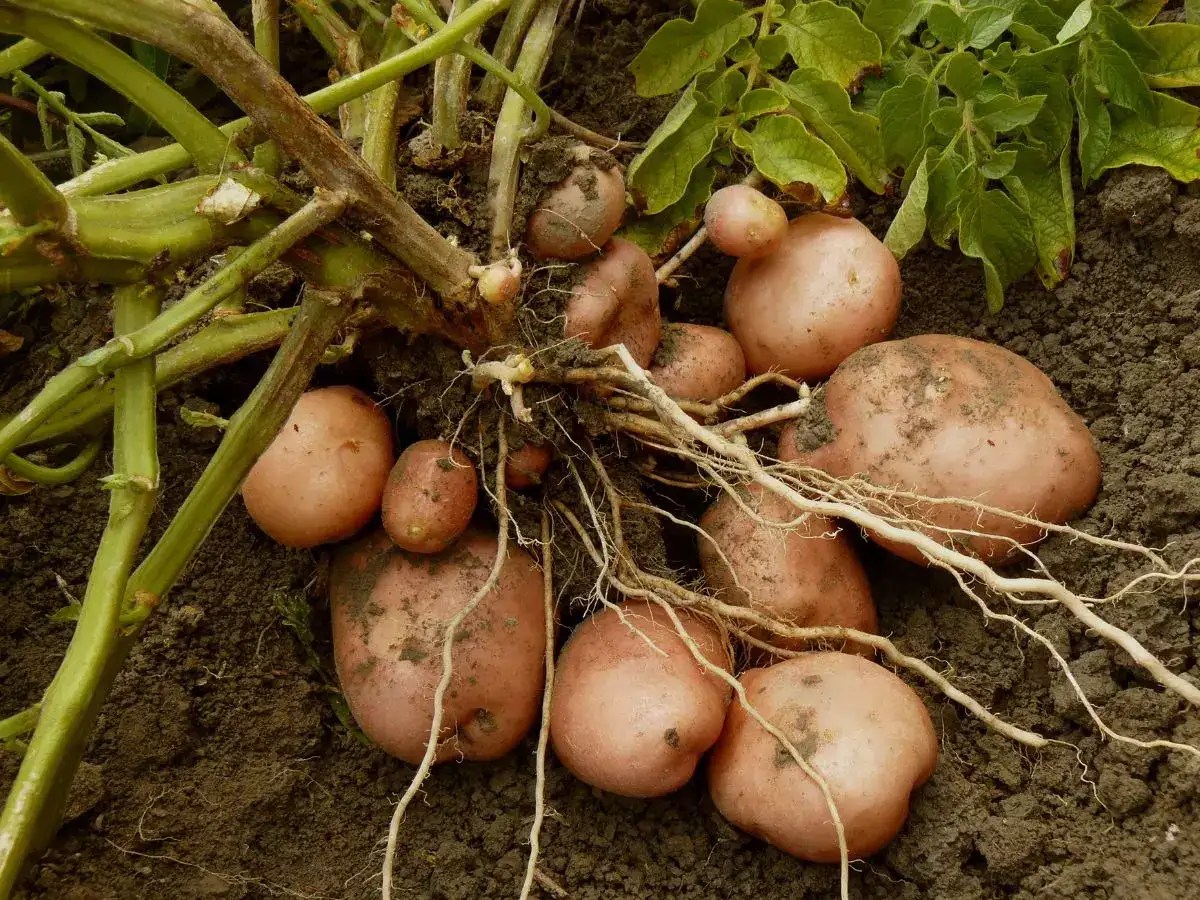 Top 10 potato producing states in India