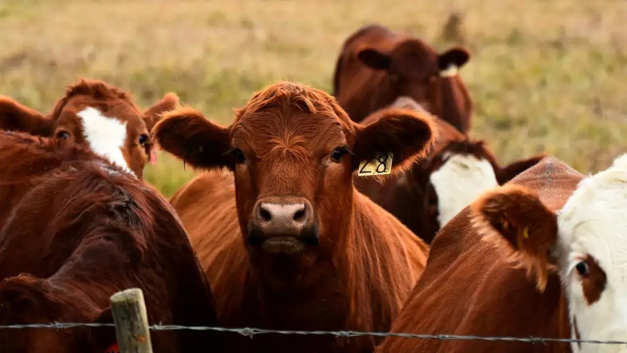 7 most popular breeds of cattle in the United States