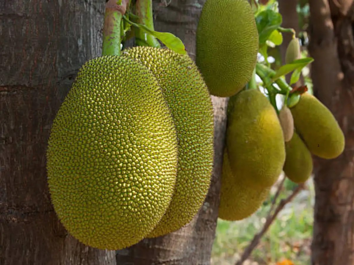 Jackfruit Benefits 6 unexpected benefits of eating jackfruit (kathal)(05)