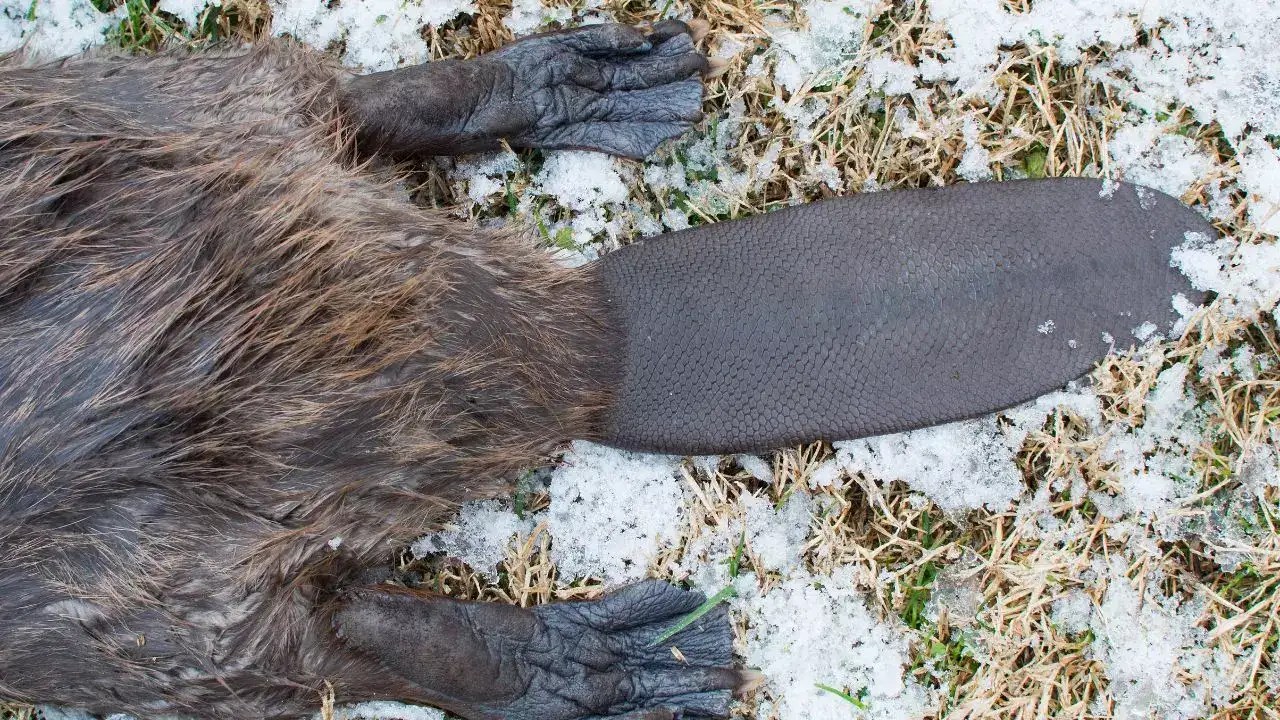 6 wild animals whose tails are more dangerous than you think