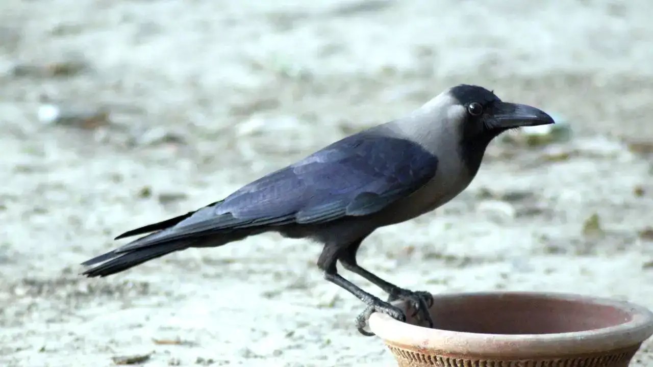 5 mindblowing things about crows that will change how you see them