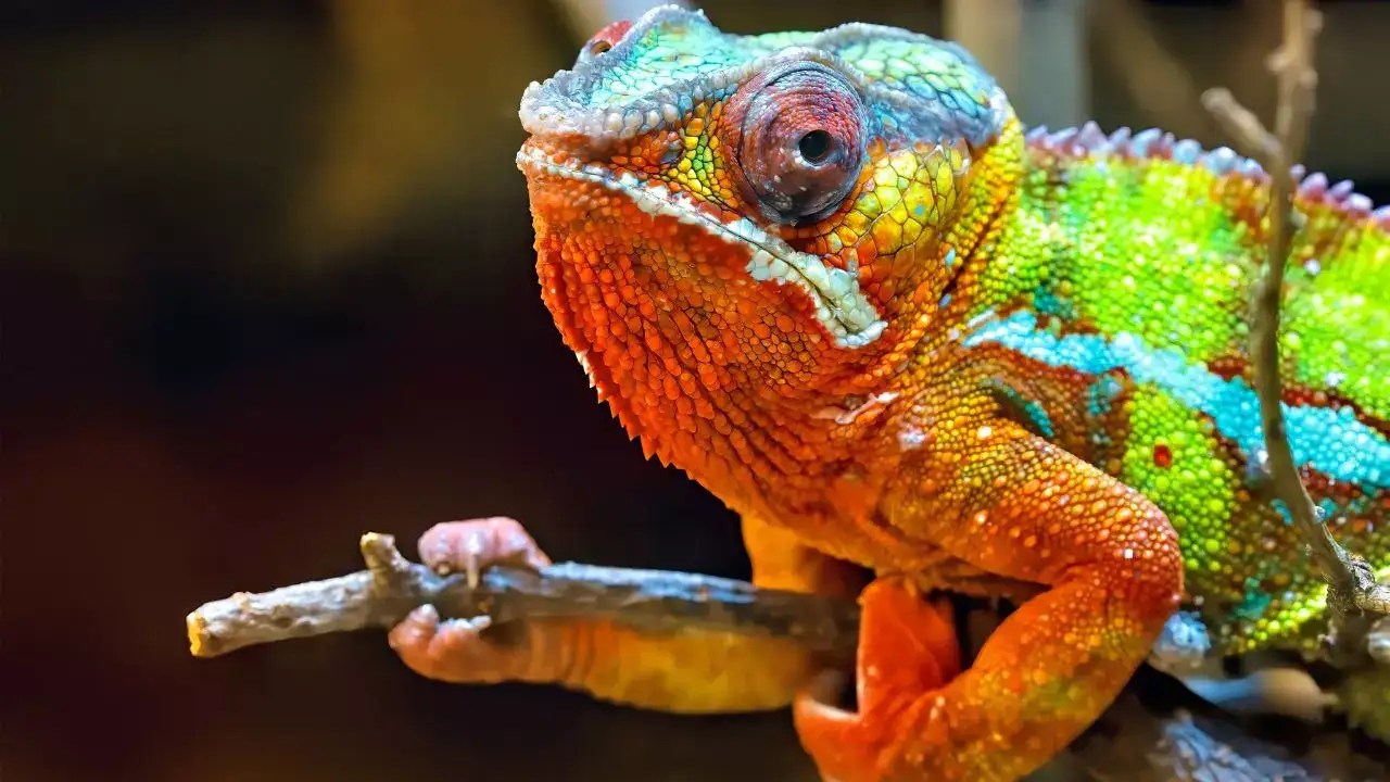 10 mindblowing superpowers of chameleons