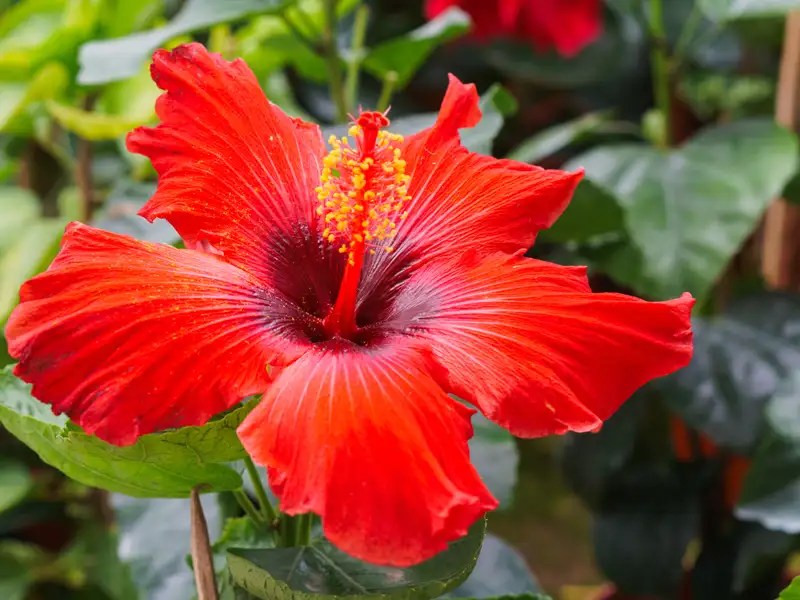 Hibiscus You can actually eat these flowers! The Times of India