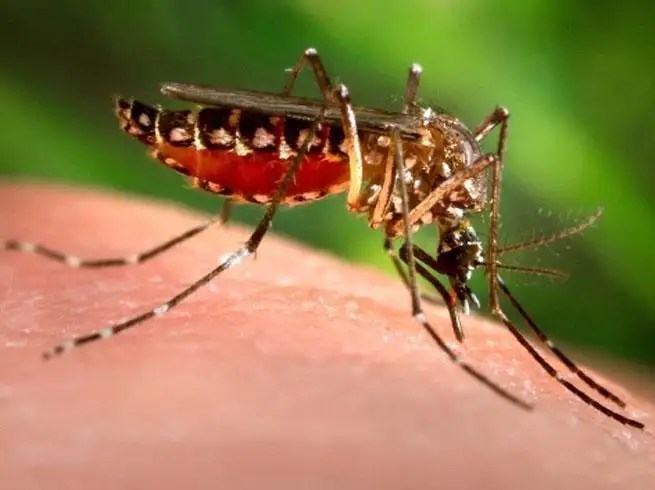 Dengue Fever Causes Symptoms Prevention