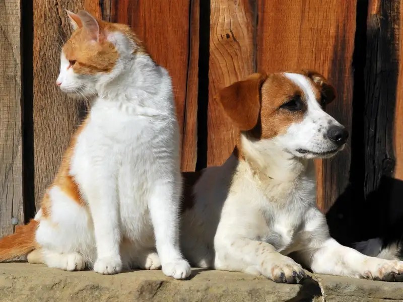 Cats vs. dogs Who is a better pet? Times of India