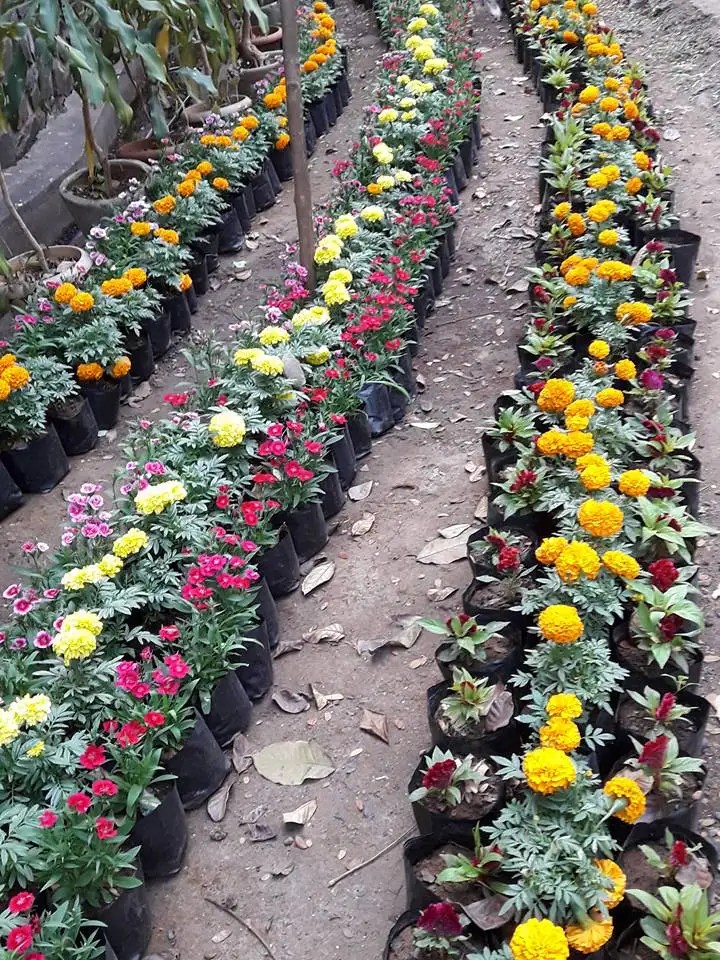 18th Edition of flower exhibition held at Empress Garden Pune Events