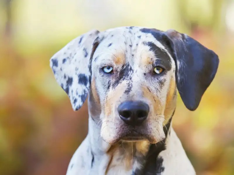 Rarest dog breeds we bet you didn’t know about! The