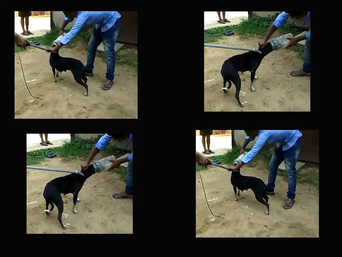 How a dog suffocating in plastic jar rescued in Odisha