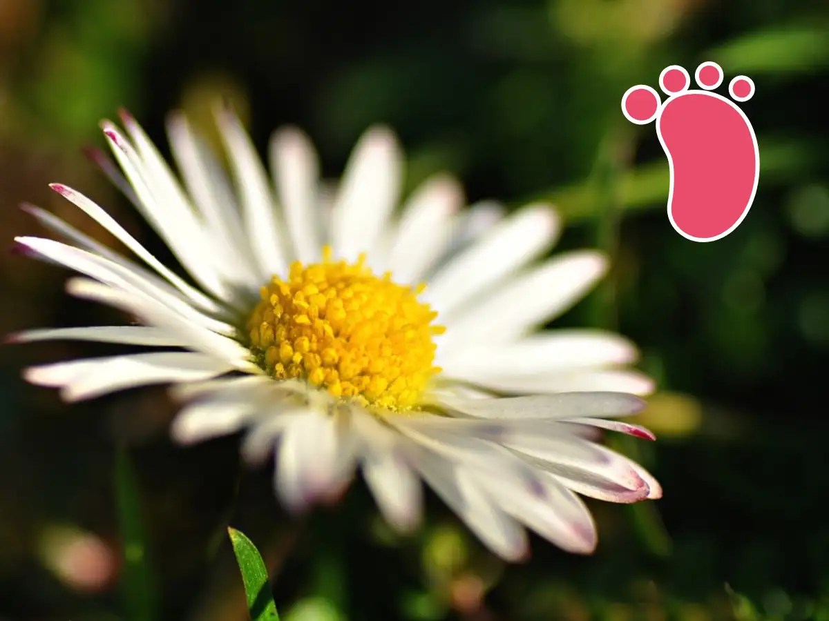 Daisy Flower Information In Marathi Name Best Flower Site