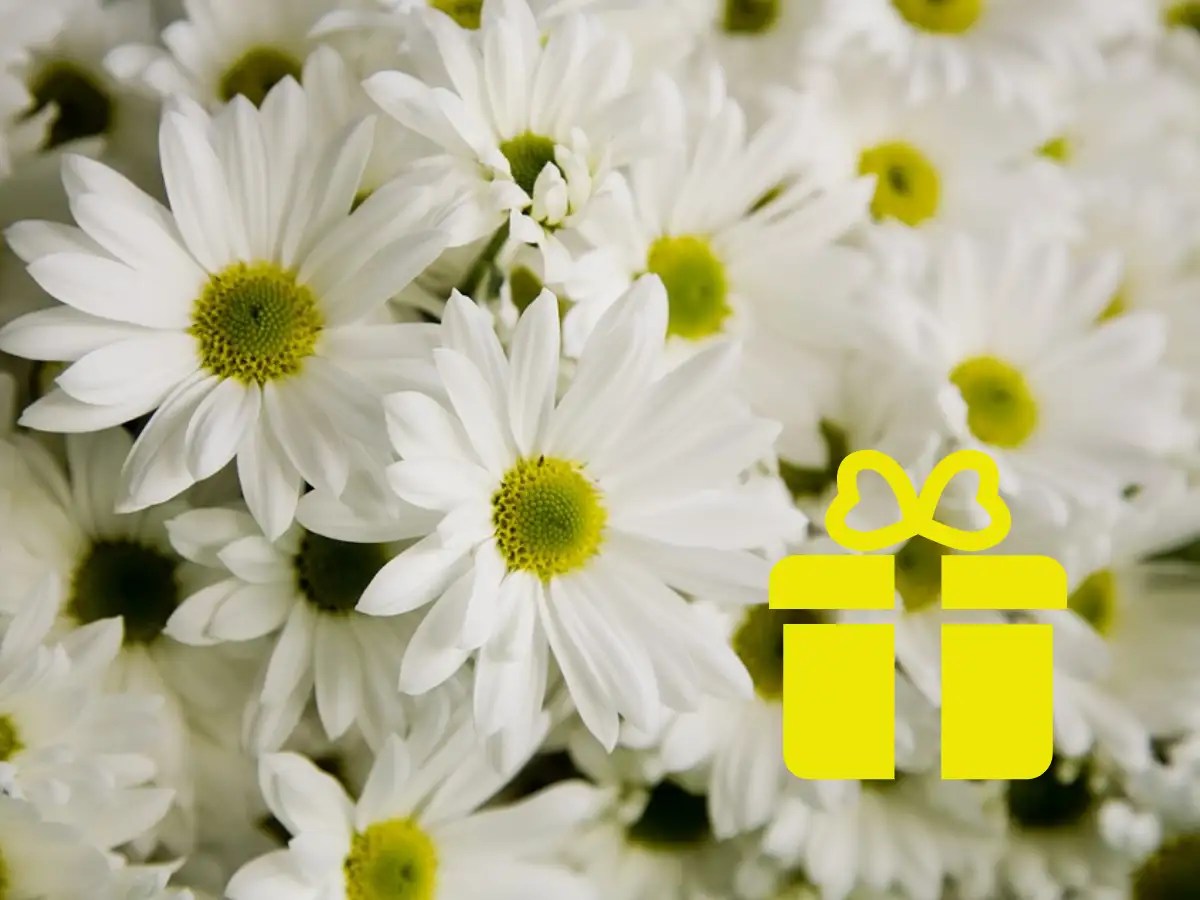 Daisy Flower Information In Marathi Name Best Flower Site