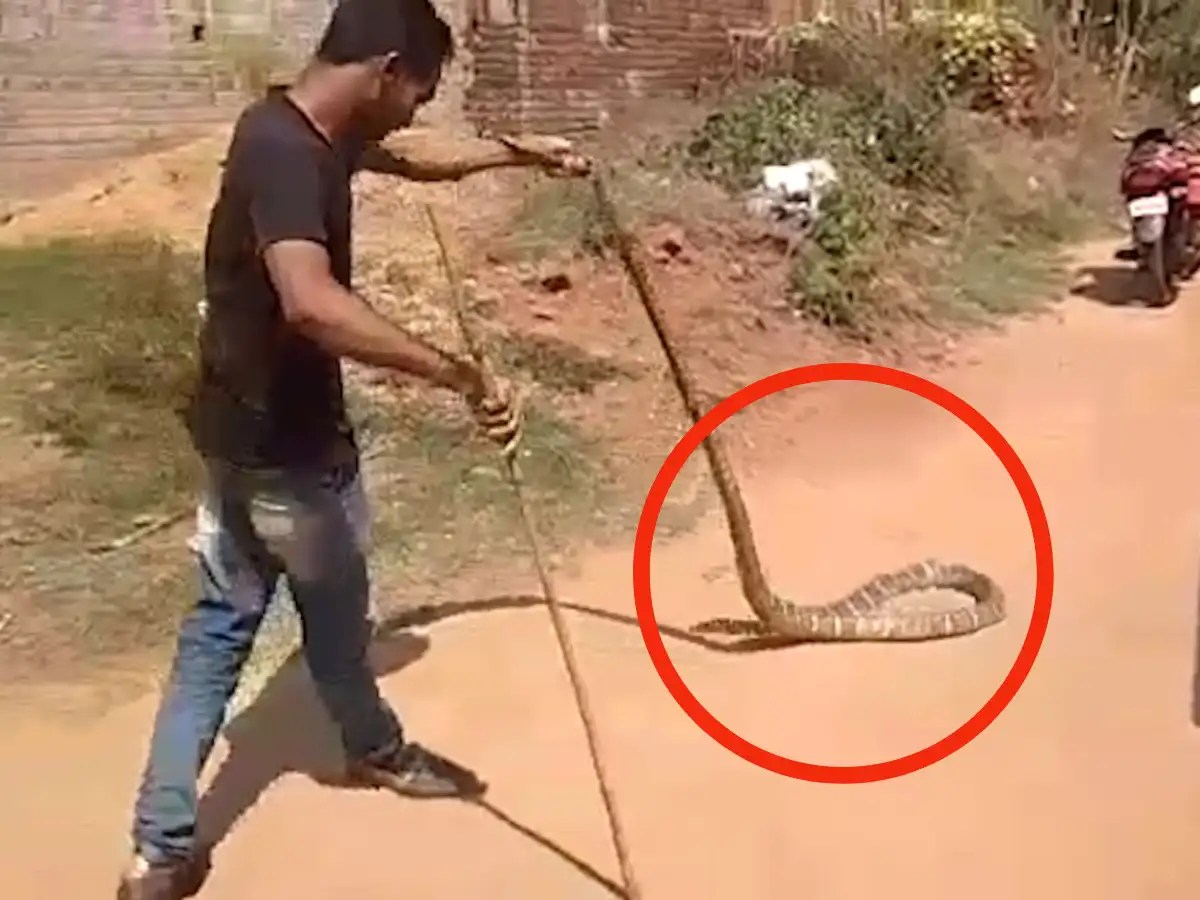 Watch 13feetlong king cobra rescued from house