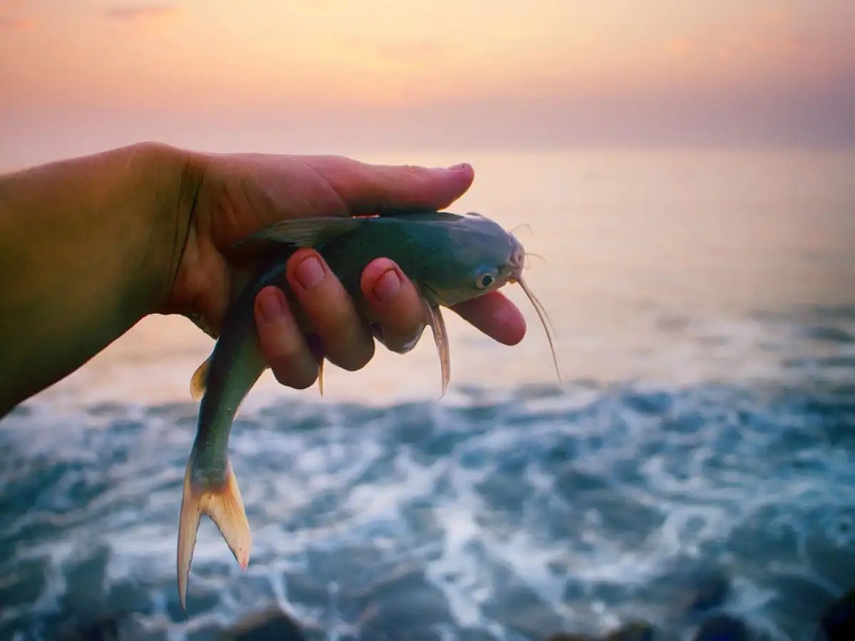 10 healthiest Indian fish varieties and why you must have them The