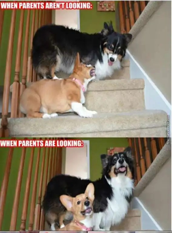 Raksha Bandhan Memes, Rakhi Images, Quotes, Wishes & Messages 10 funny