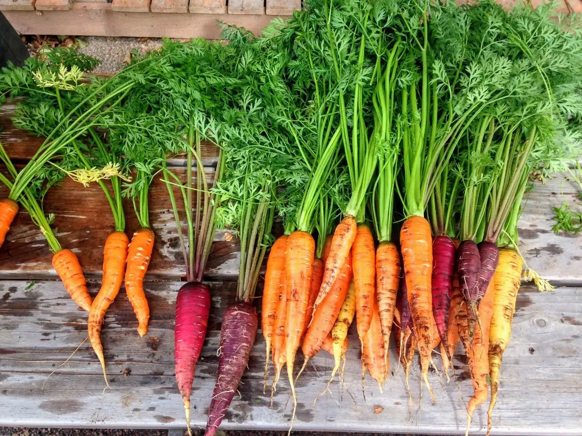 Are Carrots Good for Eyesight? Fact or Fiction?