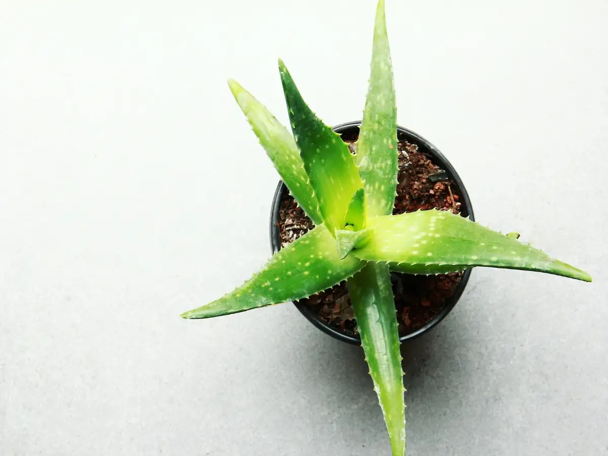 Why Is My Aloe Vera Plant Going Black Plantă Blog