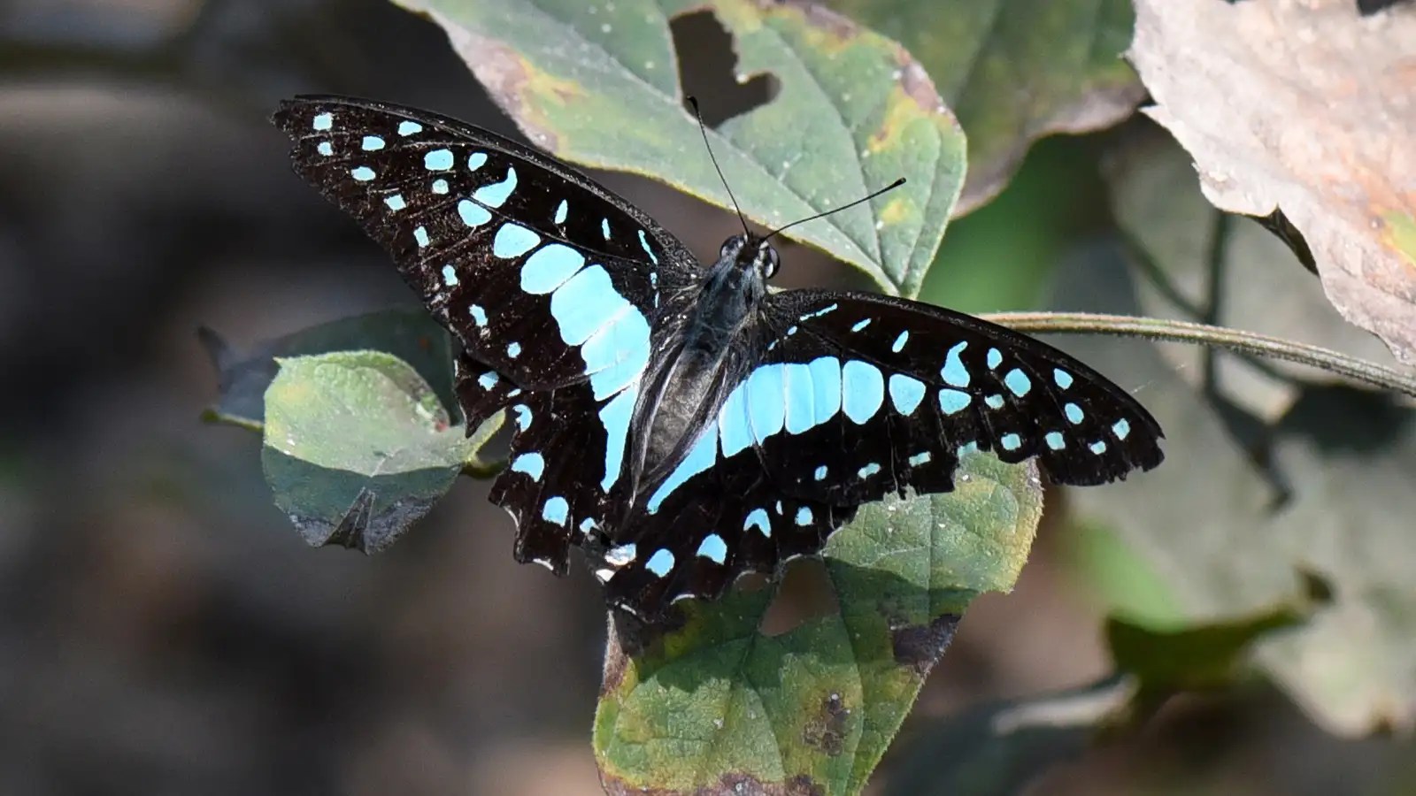 Virus’ effect Butterflies are everywhere Times of India