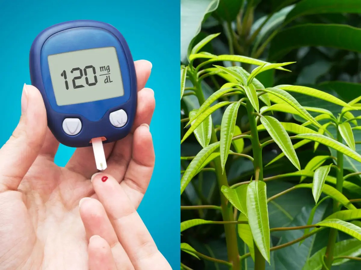 This ancient drink made using mango leaves can manage your diabetes