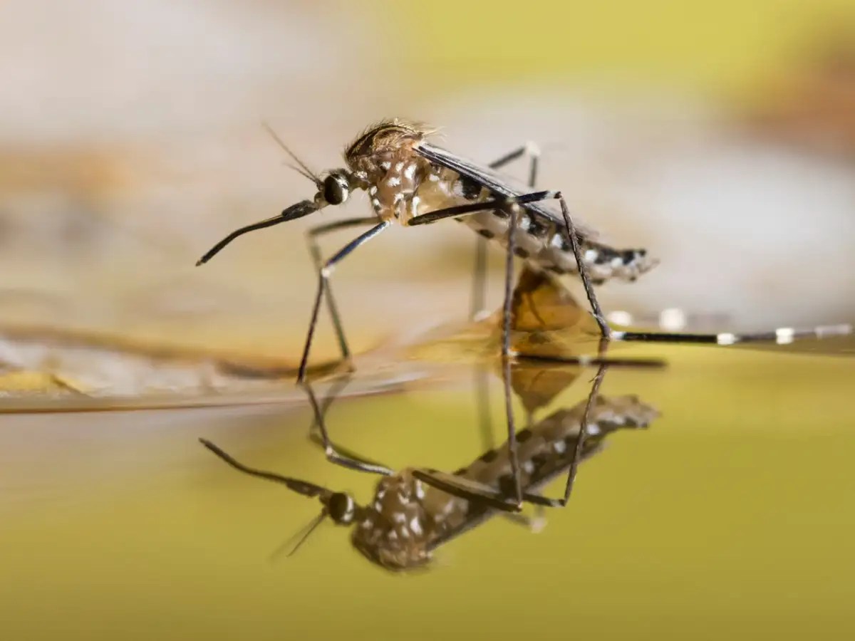 Mosquitoes Transmit Dangerous Diseases Top Health Tips for 24/7