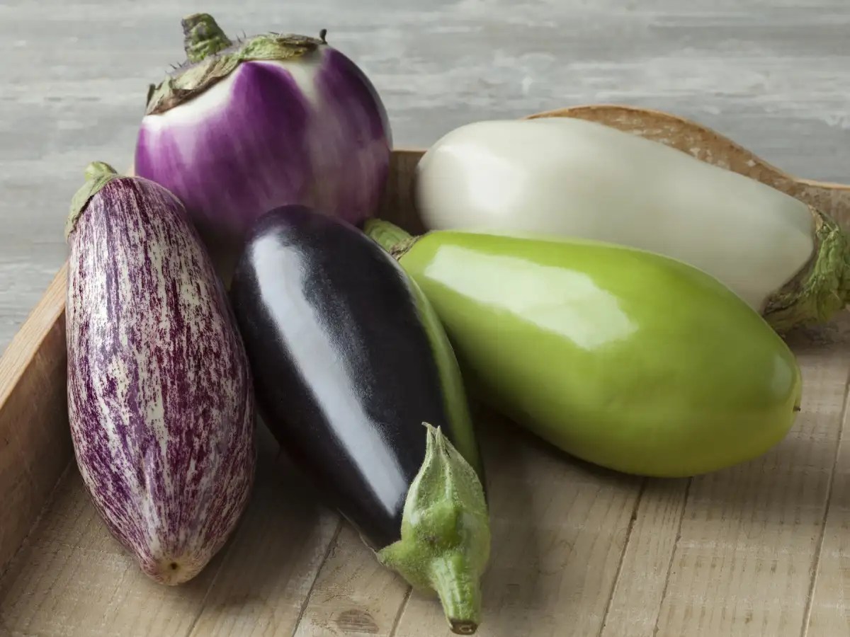 Eggplant Its many varieties available across the world!