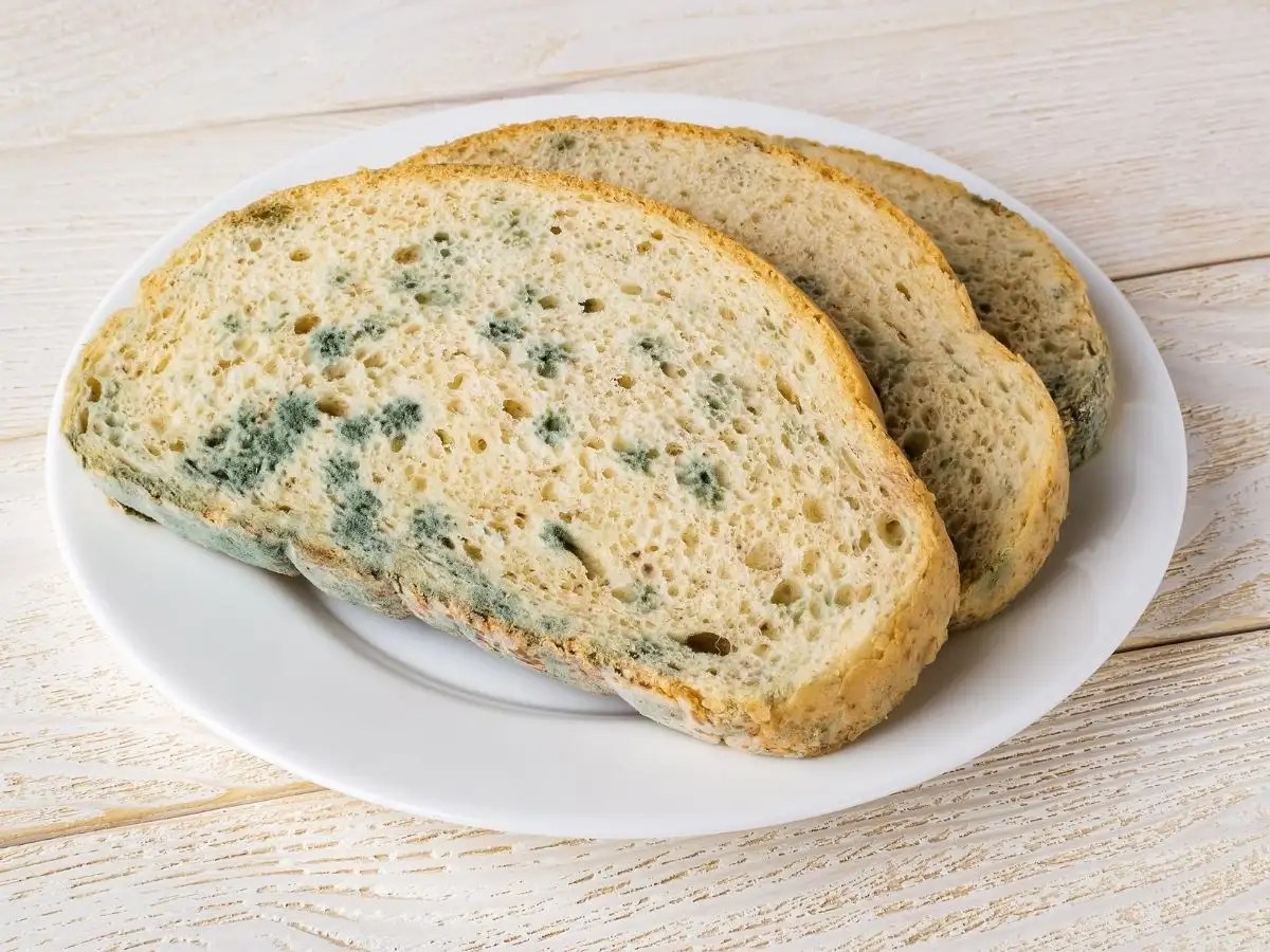 Bread Mould Pictures