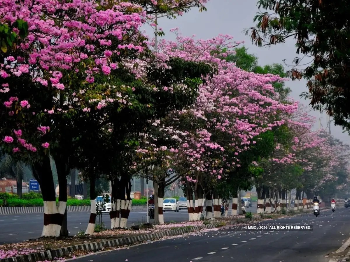 Photos Mumbai gets its very own cherry blossom season Mumbai Mirror