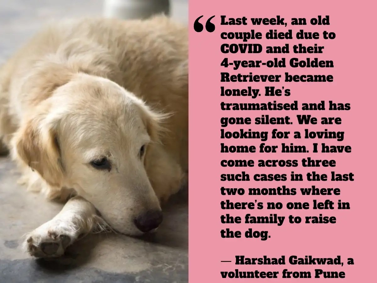 Can Puppies Die Of Loneliness