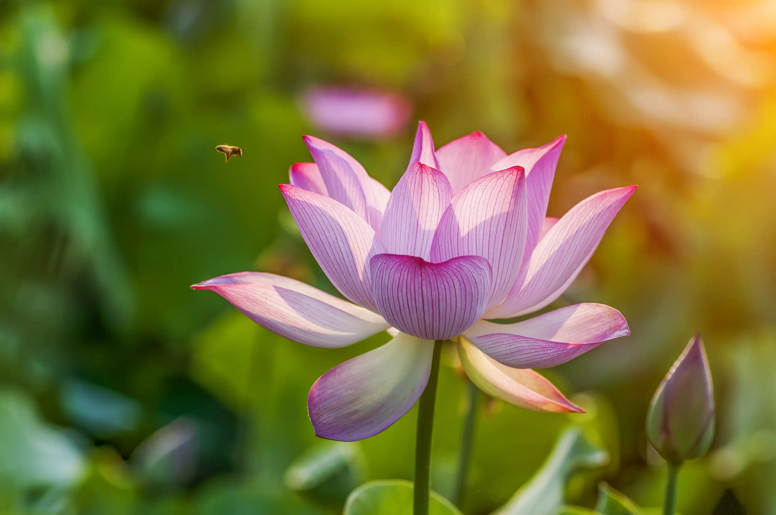 Brighten up your home garden with these monsoon flowers