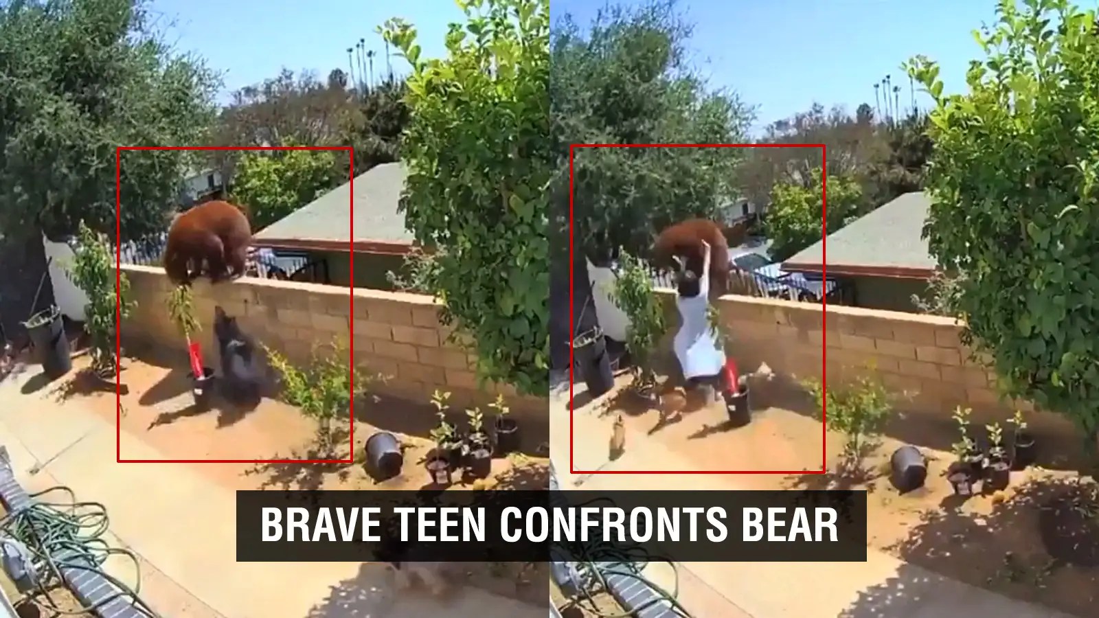 Bear attack Viral video Teen girl pushes bear off the wall to save