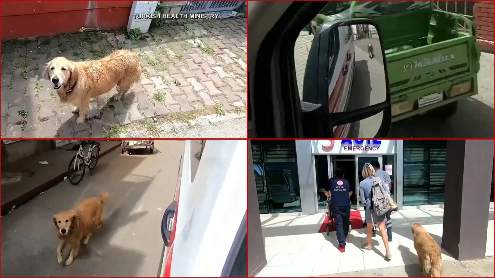 Viral Video Viral video Loyal dog chases ambulance carrying sick
